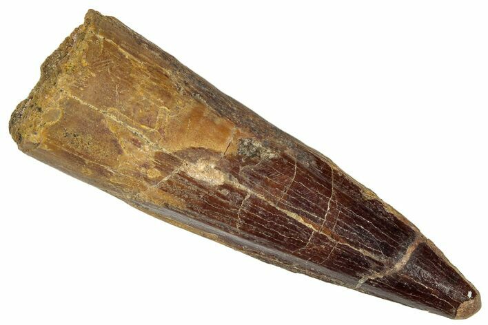 Fossil Spinosaurus Tooth - Real Dinosaur Tooth #305611